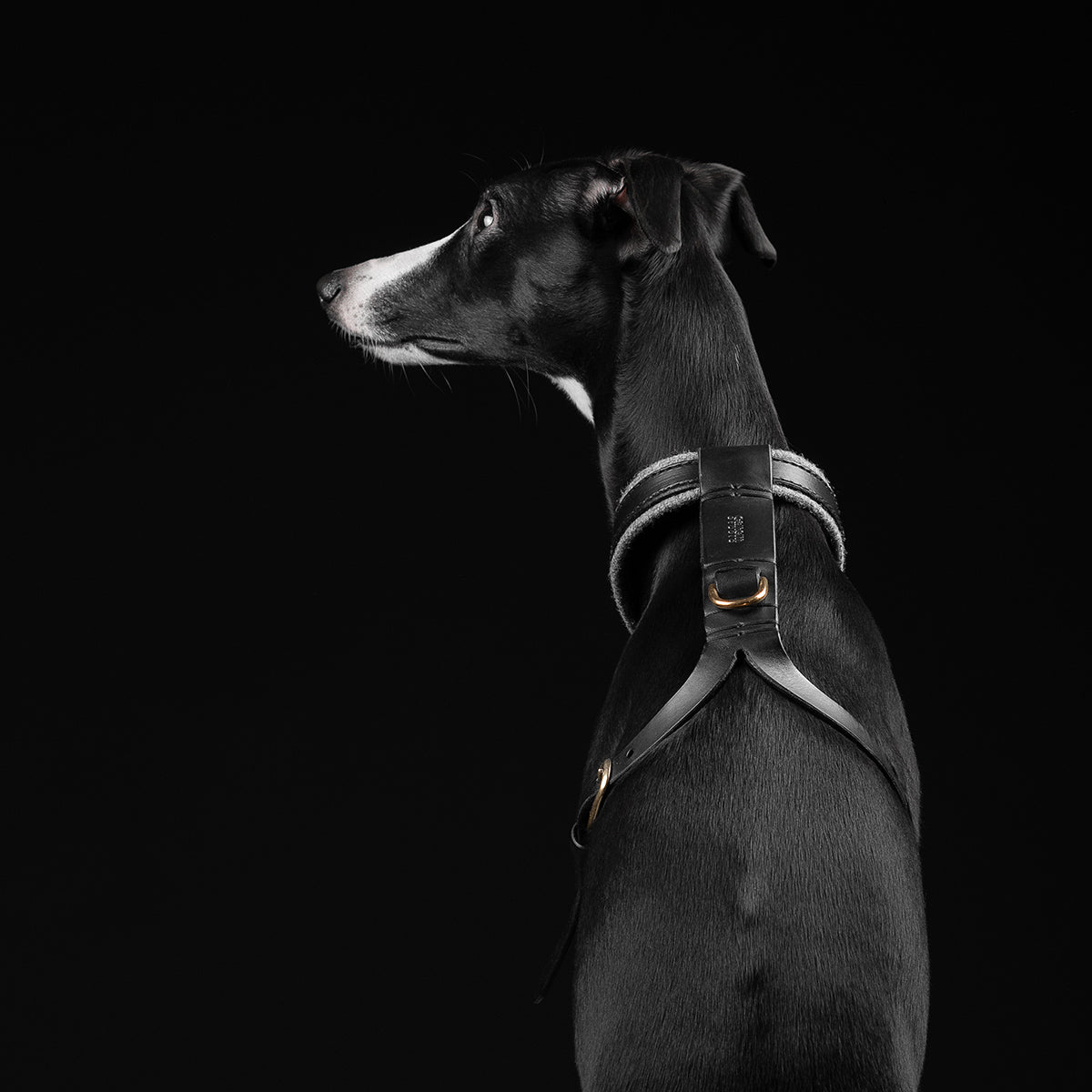 EDIT / wool padded harness