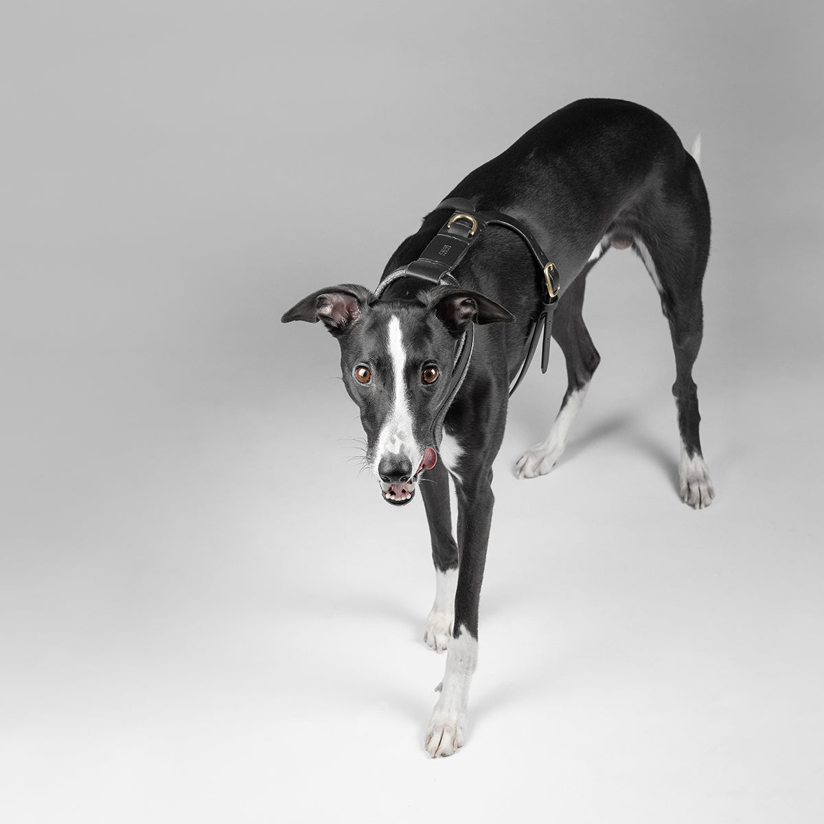 EDIT / wool padded harness