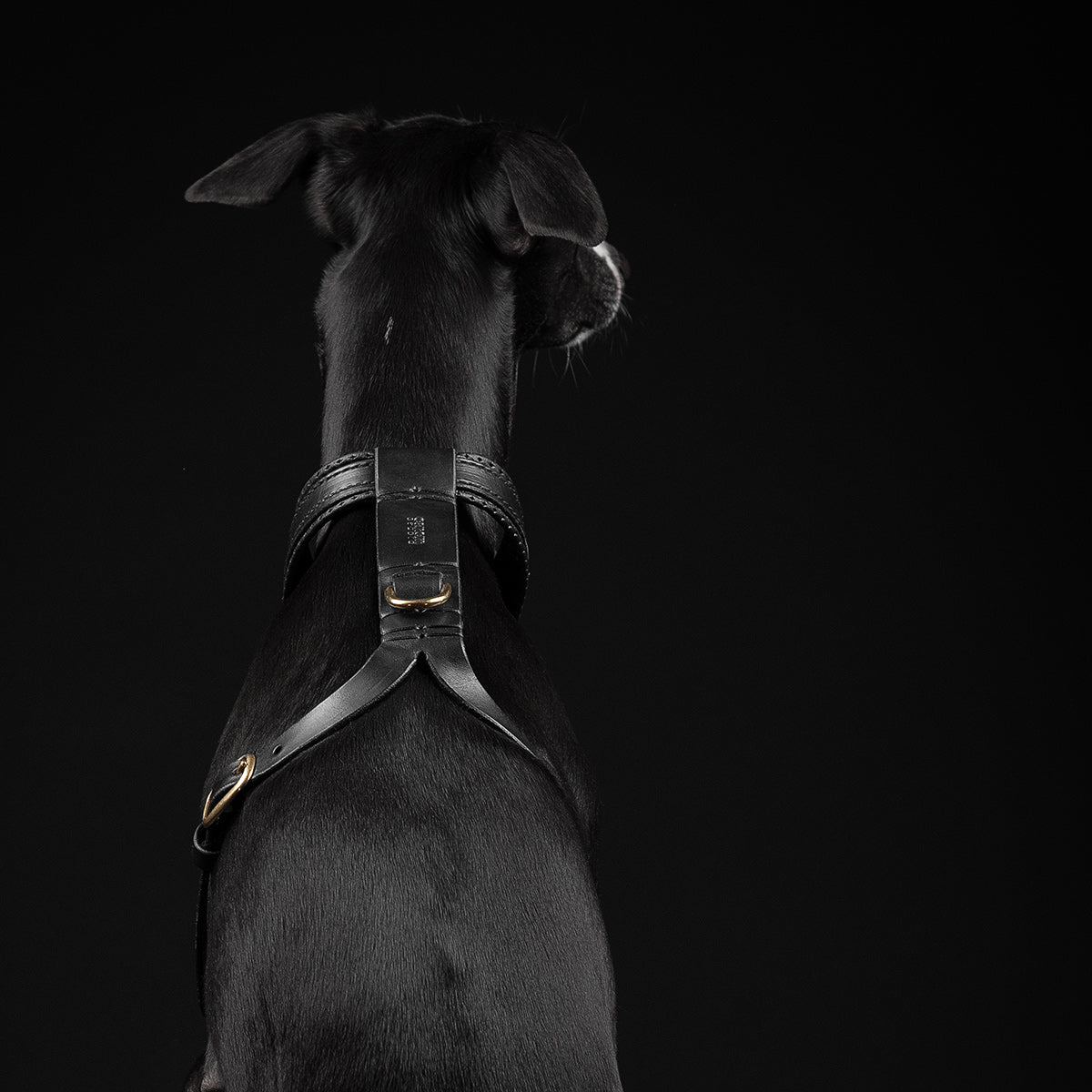 EDIT / leather padded harness