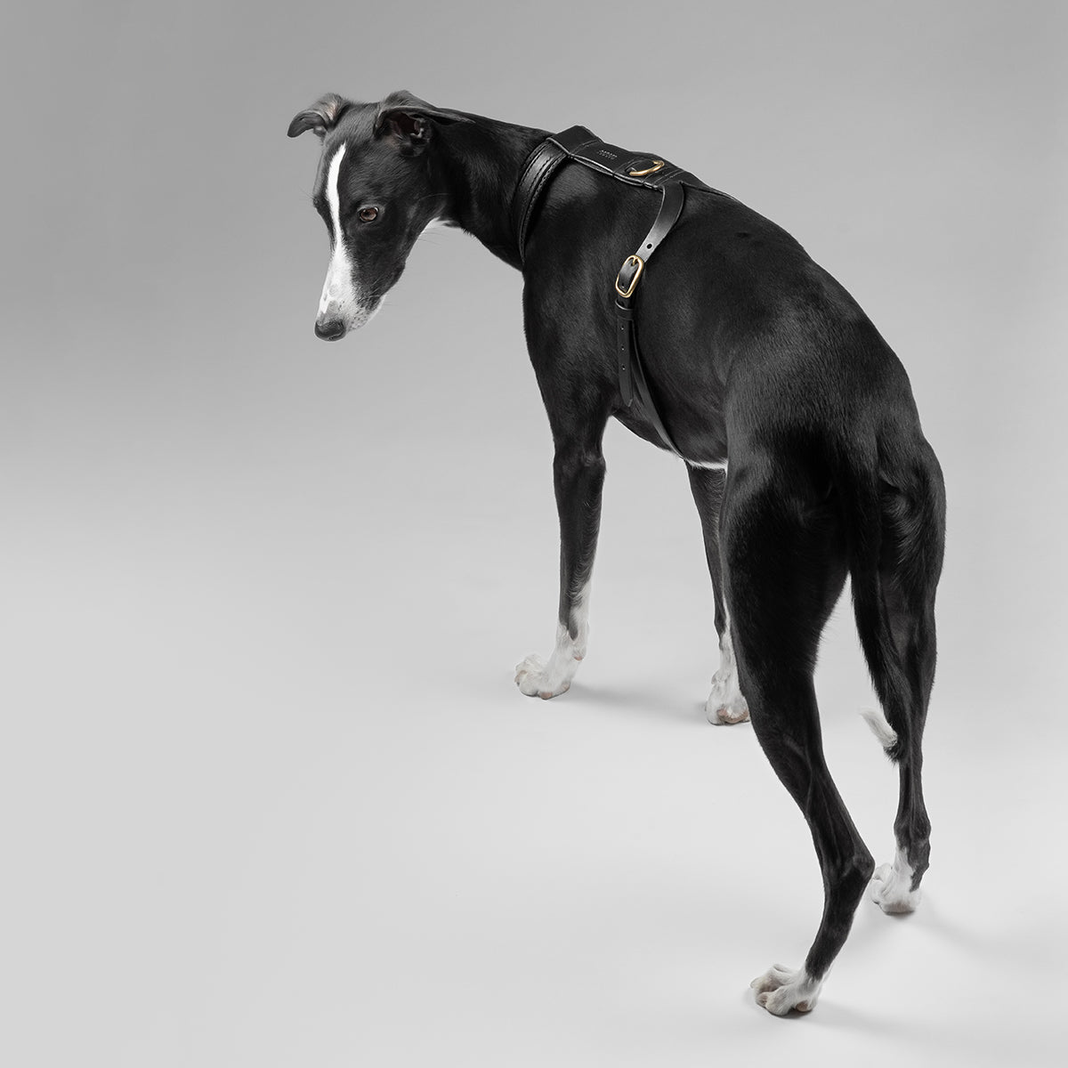 EDIT / leather padded harness
