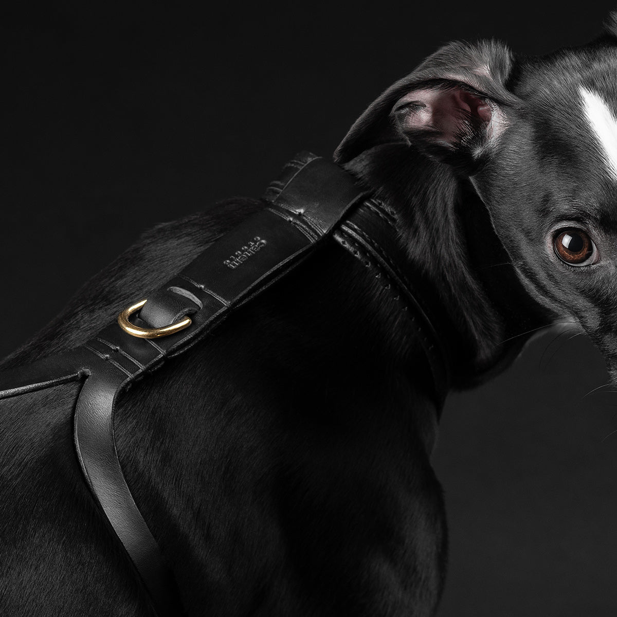 EDIT / leather padded harness