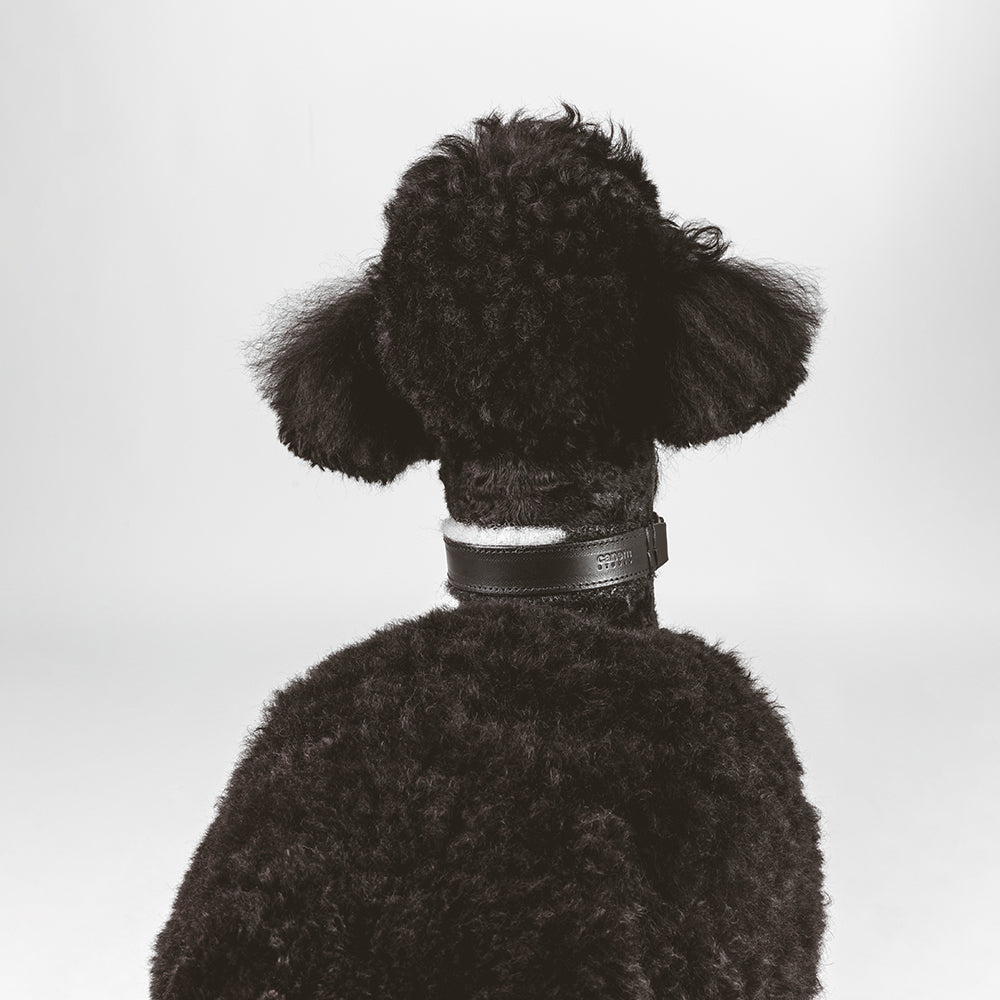 ASH x LILLUNN / classic collar