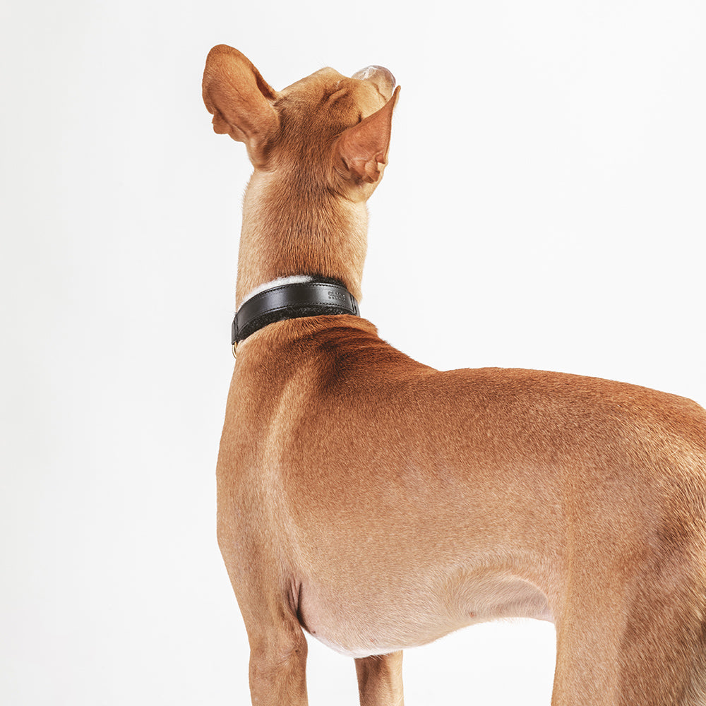 ASH x LILLUNN / classic collar