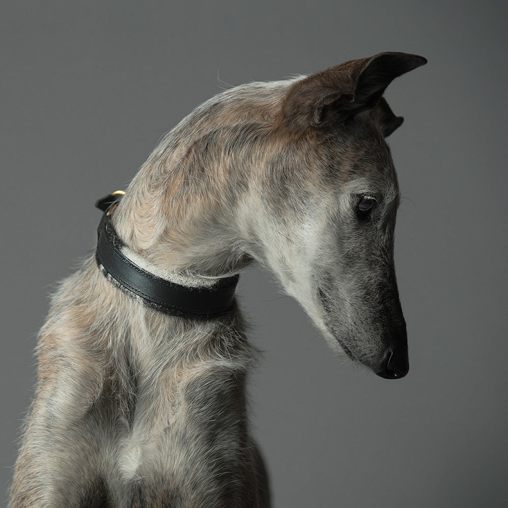 ASH x LILLUNN / classic collar