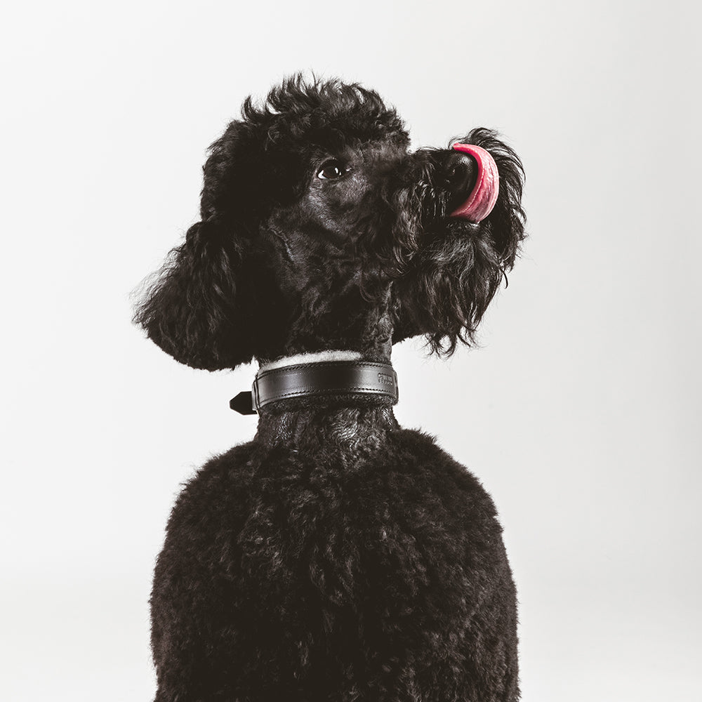 ASH x LILLUNN / classic collar