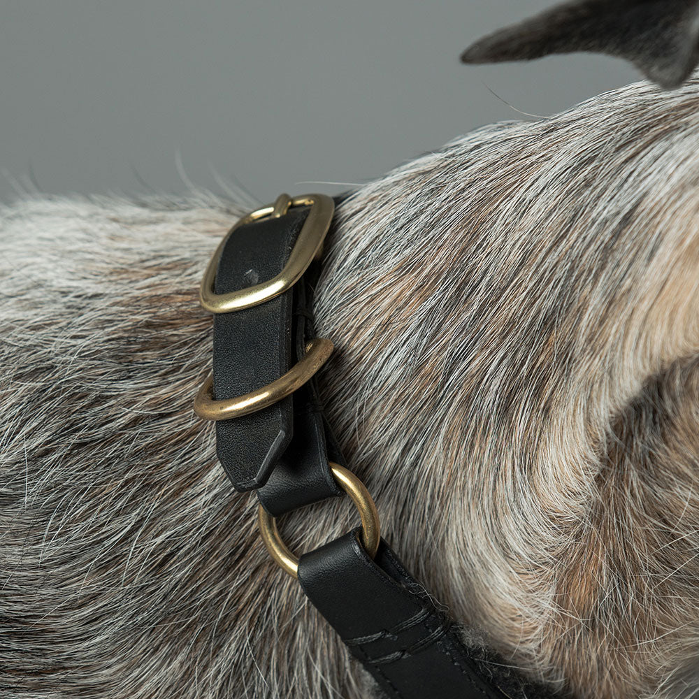 ASH x LILLUNN / classic collar