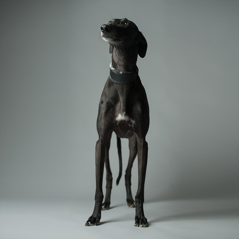ASH x LILLUNN / sighthound collar