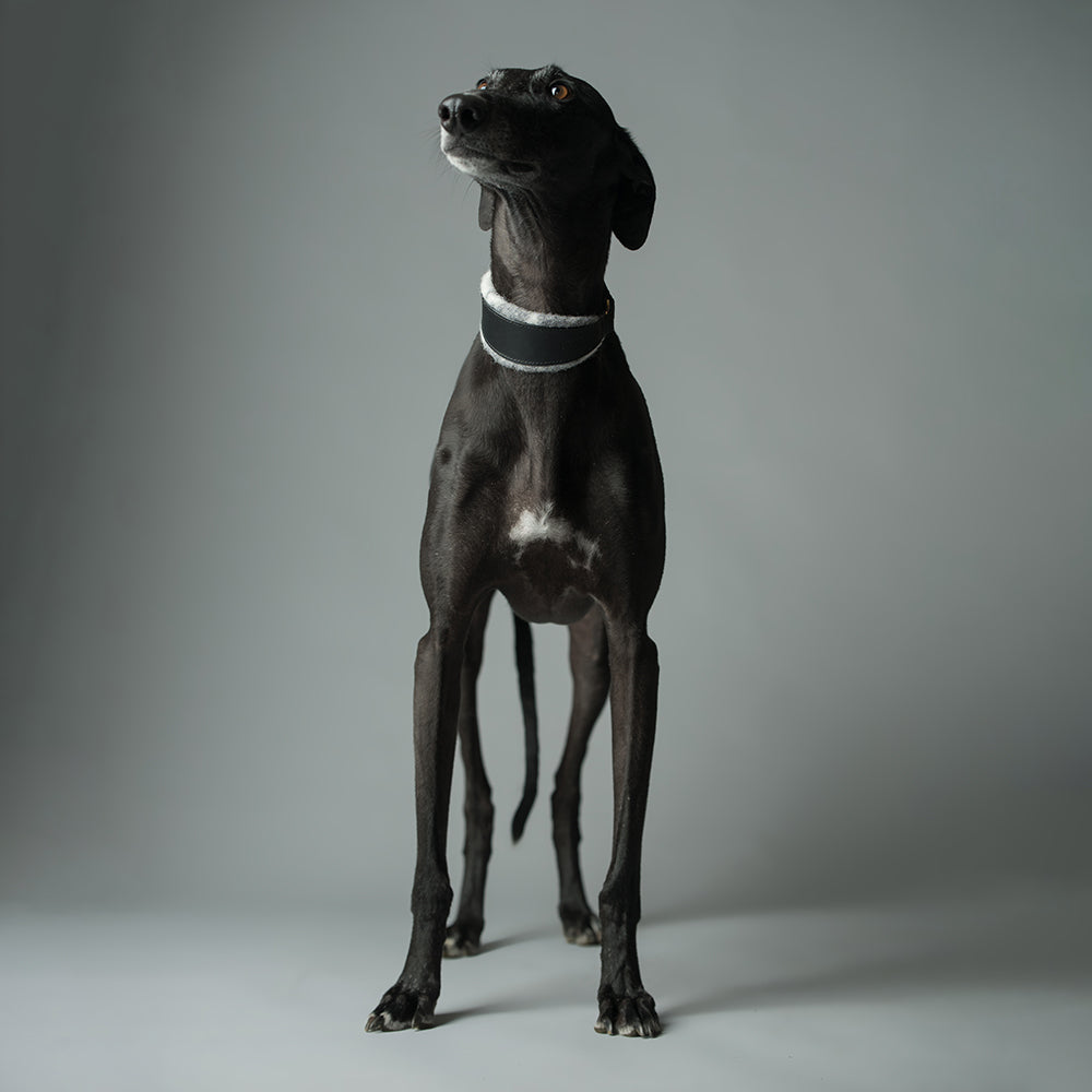 ASH x LILLUNN / sighthound collar