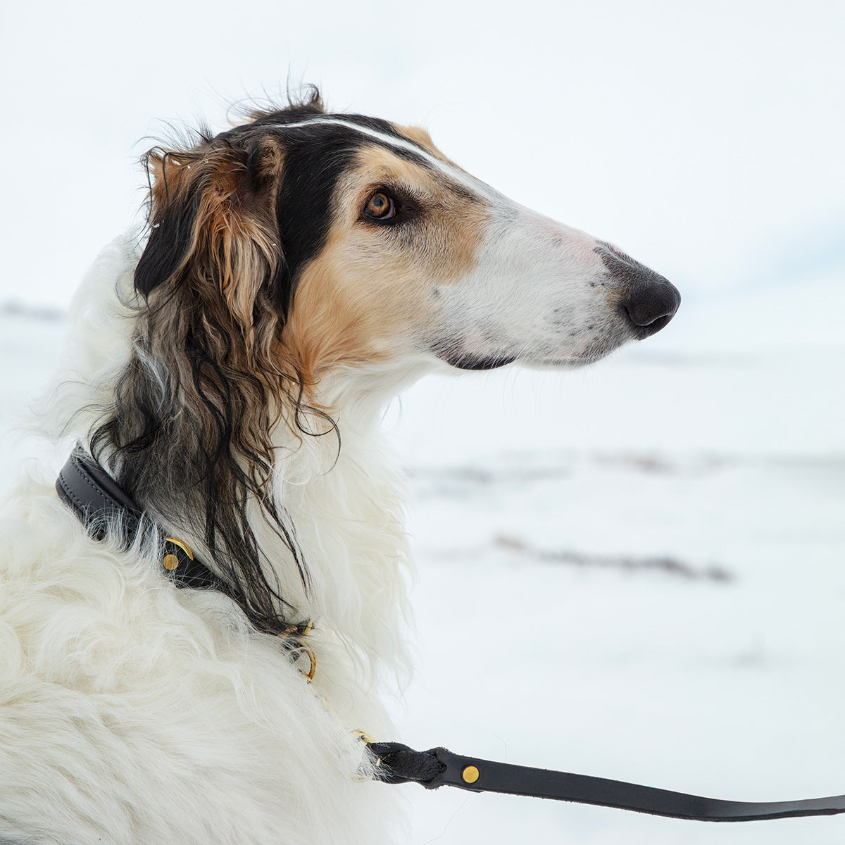 JIMI / Martingale collar