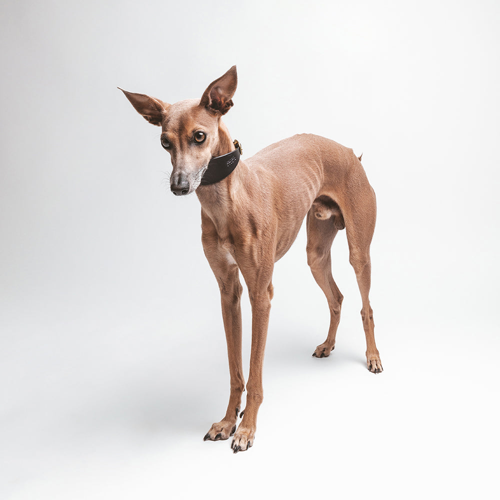 ROUE / sighthound collar