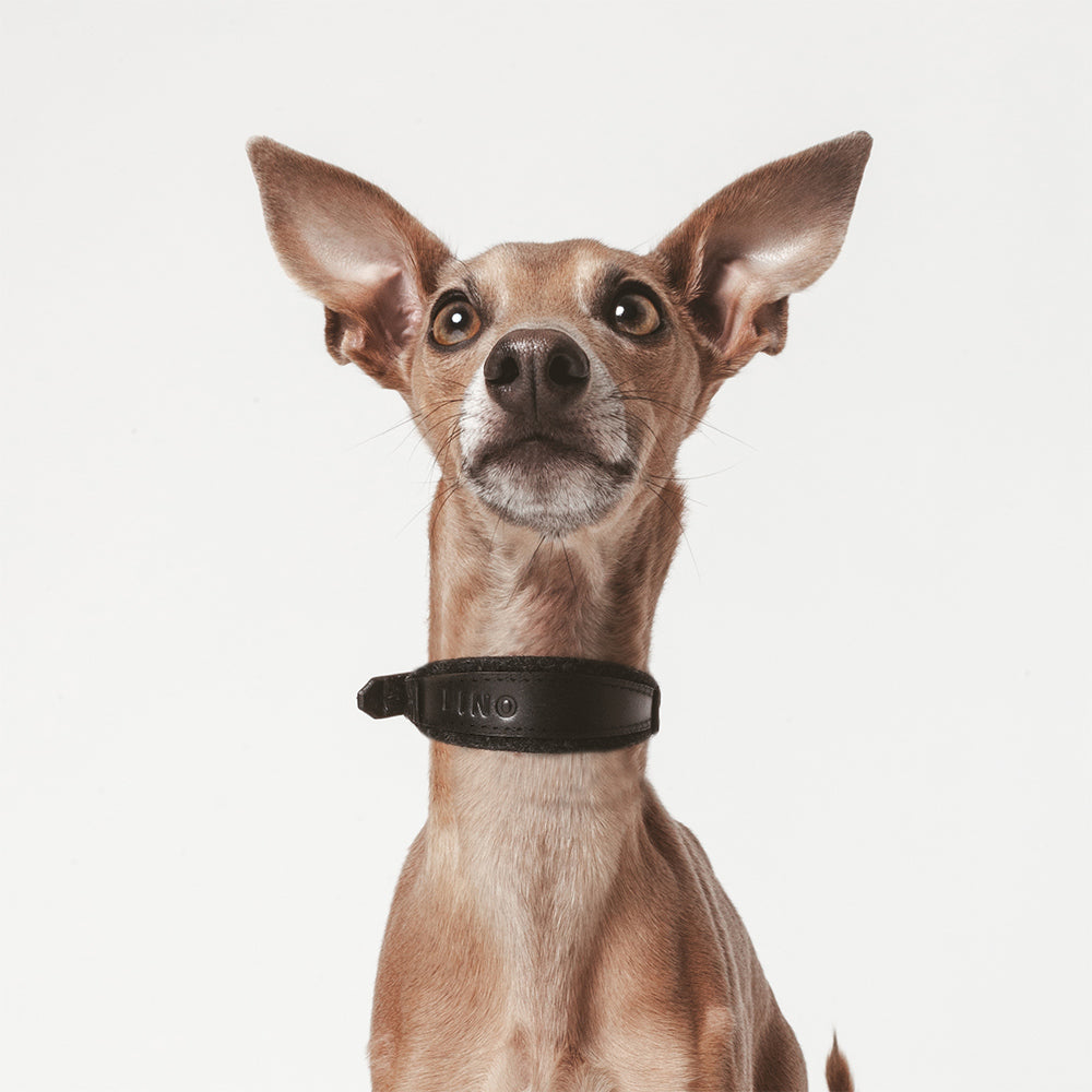 ASH / classic collar