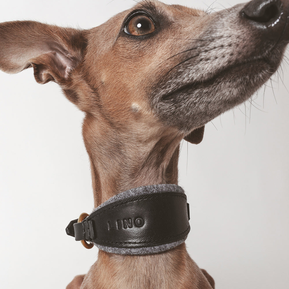 ASH / Sighthound collar