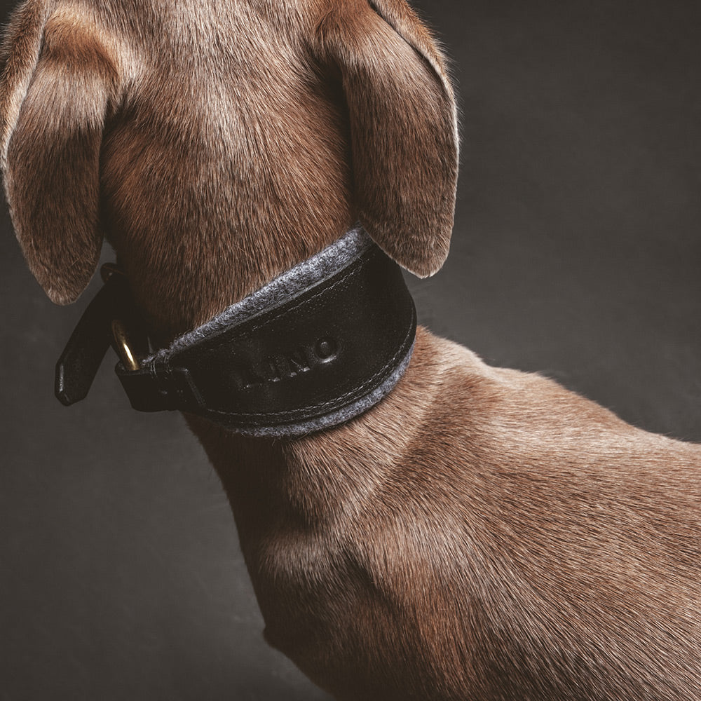 ASH / Sighthound collar